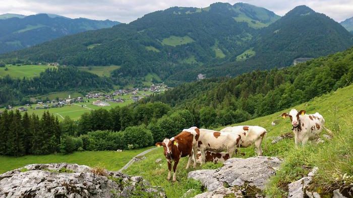 The Austrian hay milk farming system where cows graze on pastures.