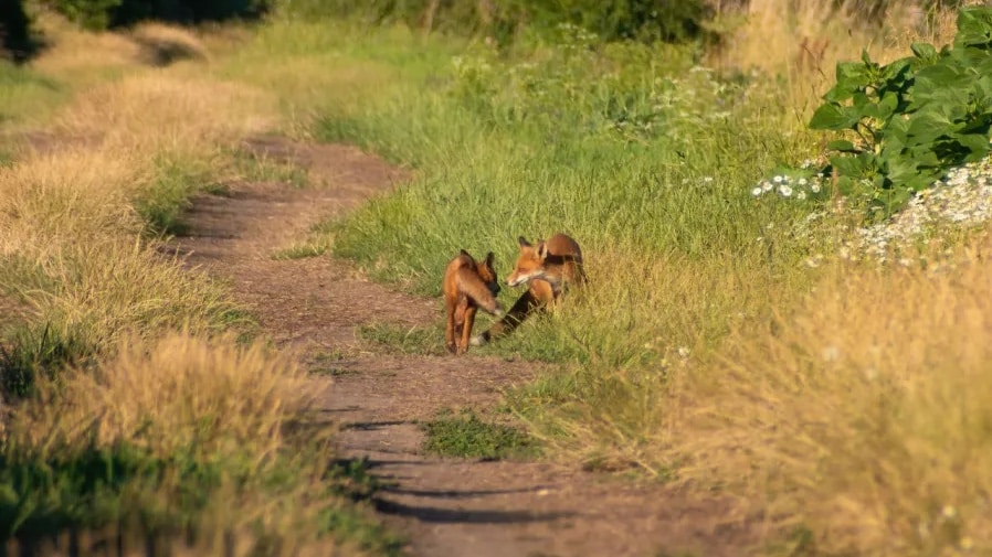 foxes on a trail