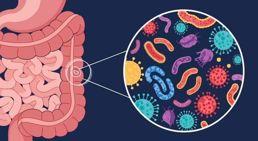 Many companies offer gut microbiome tests that claim to help you learn more about your health. NIST experts put these tests to the test and found varying results. Credit: Shobujsk/Shutterstock