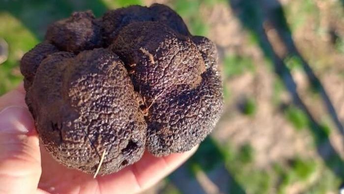 Black truffles, Tuber melanosporum, harvested in the orchards that formed part of the study.