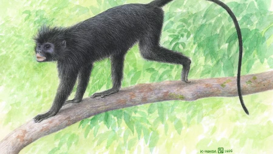 An illustration of Colobus congensis