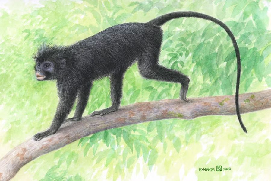 An illustration of Colobus congensis