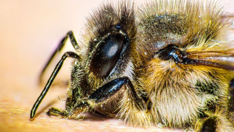 Macro shot of a bee showcasing detailed features, captured in Bursa, Turkey.