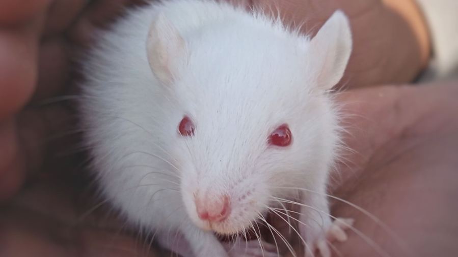 A white mouse with pink eyes is gently cradled in a person's hands, creating an intimate and caring moment.