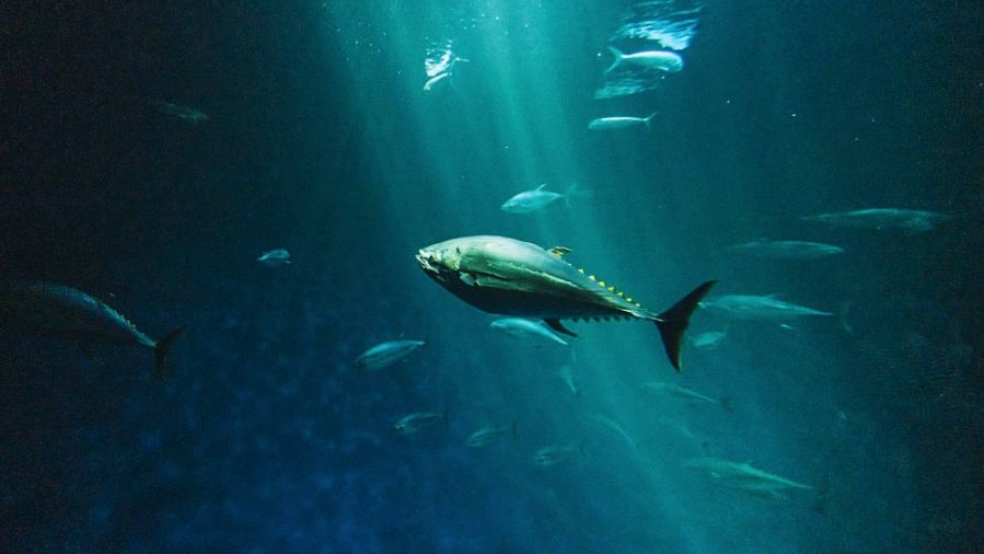 Tuna Evolution Took 50 Million Years, Not One Asteroid Strike