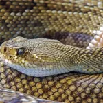 Detailed close-up of a venomous rattlesnake showing its intricate scale patterns and rattle.