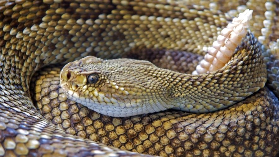 Detailed close-up of a venomous rattlesnake showing its intricate scale patterns and rattle.