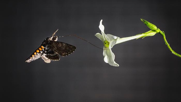 A tobacco hawkmoth