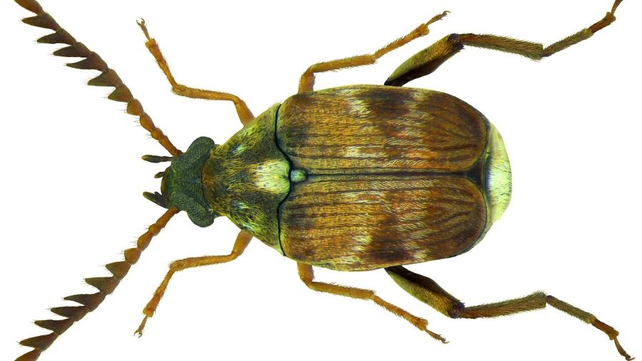Callosobruchus chinensis