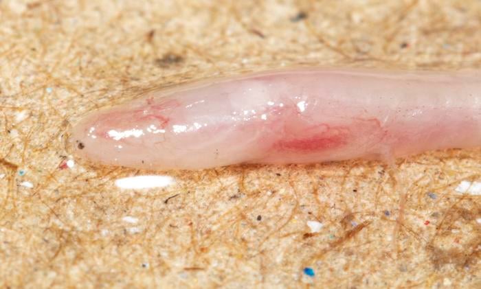 Close-up of Gangaichthys indonepalicus.