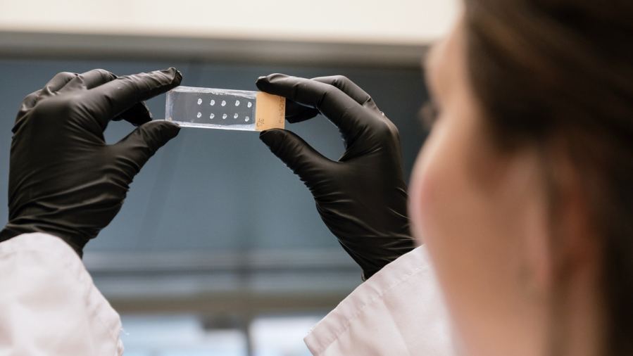 In a new study published in Science Translational Medicine, Gladstone scientists show that stem cell-derived spinal neurons can integrate into damaged neural networks in rats and improve breathing-related motor function after a traumatic spinal cord injury.