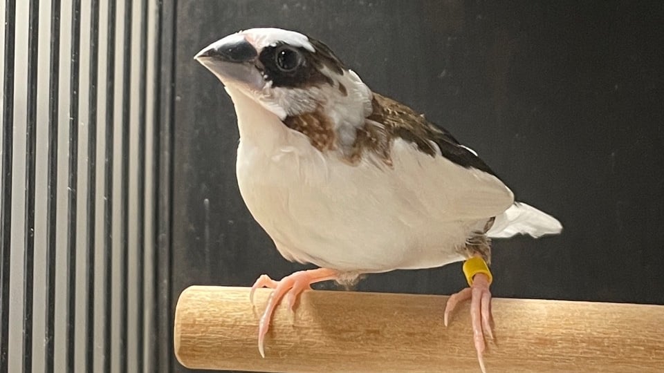 Bengalese finch.