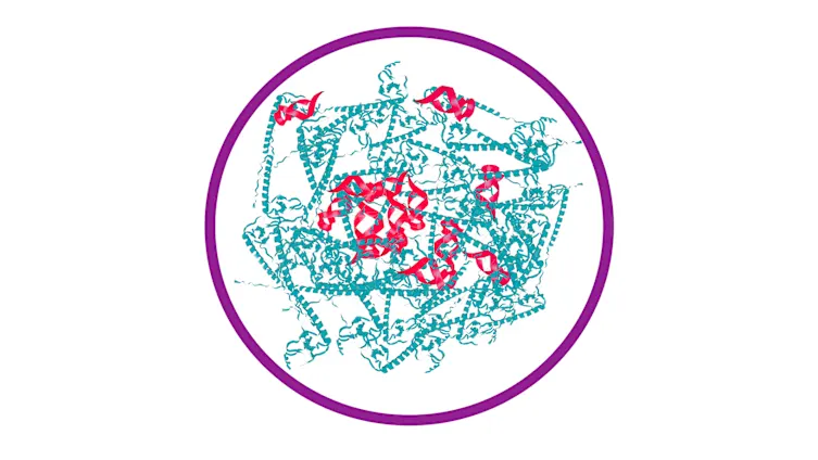 A Two-Part Herpes Vaccine Gave Protection to Mice