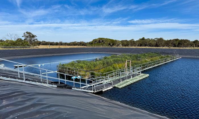 The floating wetland in a holding lagoon at Westernport Water wastewater treatment plant on Phillip Island, southeastern Australia. CREDIT RMIT University