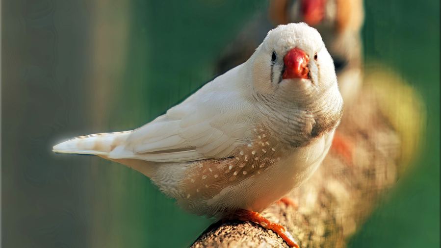 Two zebra finches perched on a branch in an aviary, Paderborn, Germany.