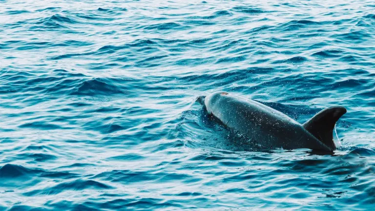 A dolphin surfaces in the blue ocean near Madeira, Portugal, offering a serene marine view.