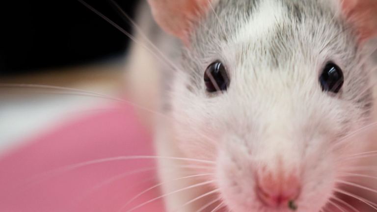 Adorable close-up of a domestic rat against a pink backdrop, showcasing its curious expression.