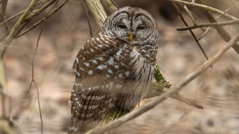 Close-up of a barred owl perched amid branches in a serene woodland setting.