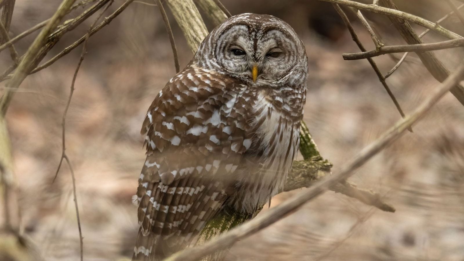 Close-up of a barred owl perched amid branches in a serene woodland setting.