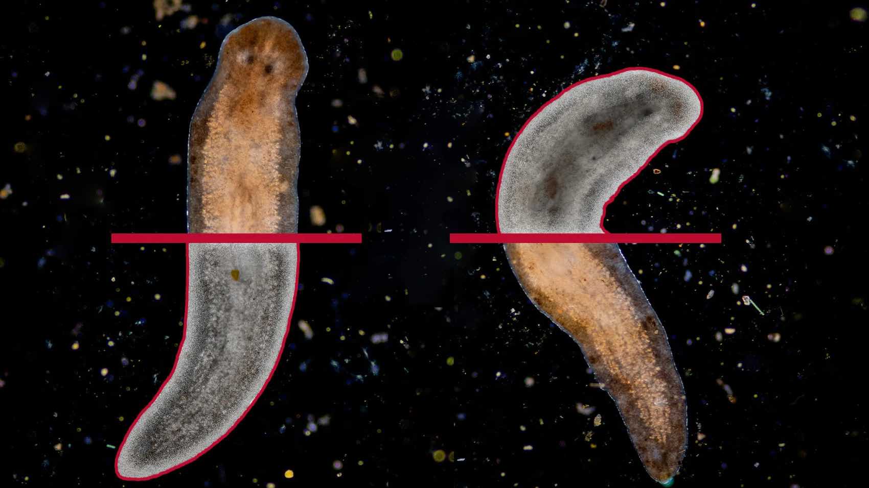 Planarians can regrow their entire body from just a sliver of a body fragment. They can rebuild tissues, muscles and even their brain. (Illustration by Lindsay Robinson)