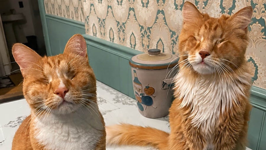 Feline siblings Gary, left, and Shaggy are the first domestic cats to be documented with molecular characterization of Marfan syndrome.