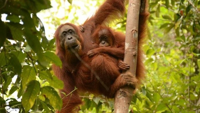 A Sumatran orangutan mother and infant pair, with the infant clinging to the mother. CREDIT Eric Balke @ SUAQ Project