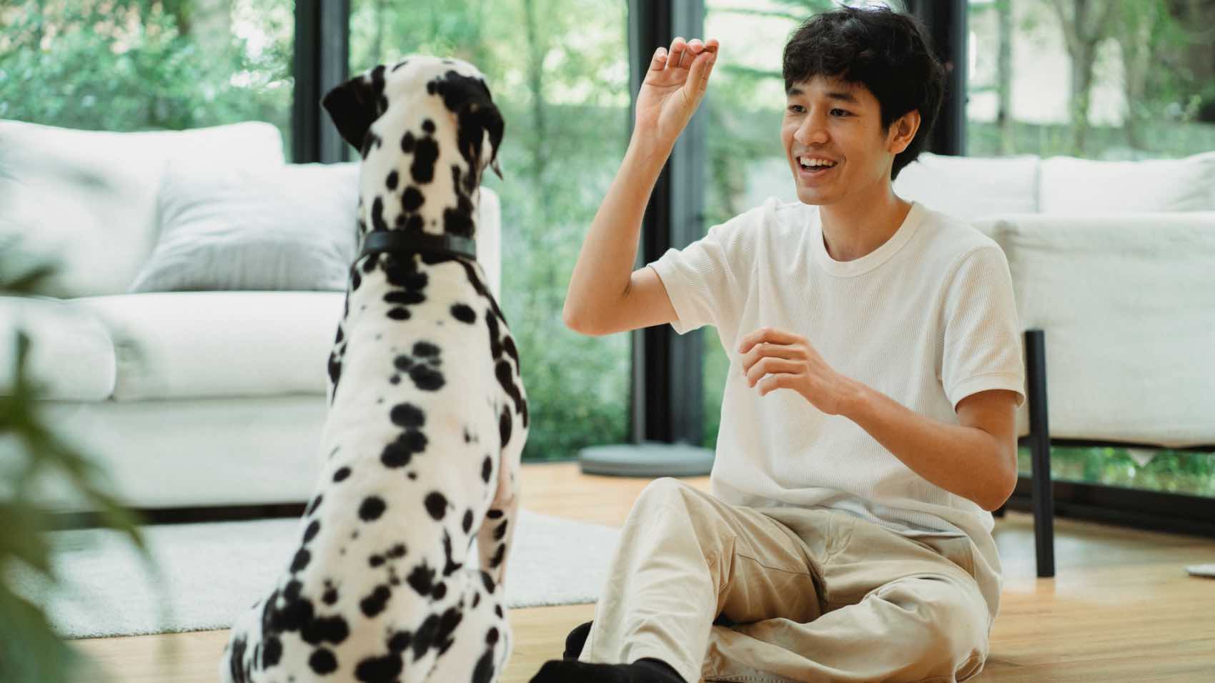Man in light room training a Dalmatian dog with treat, surrounded by nature.