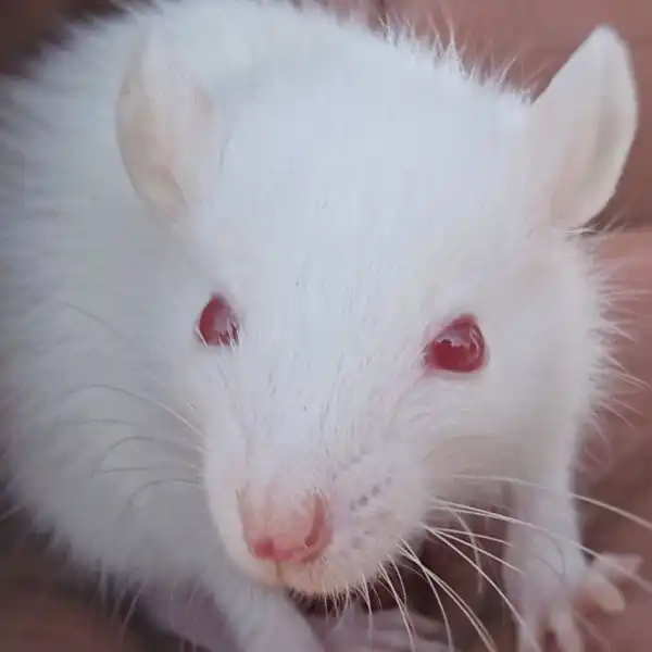 Mice Grow Human Brain Tissue Where Their Own Cortex Should Be