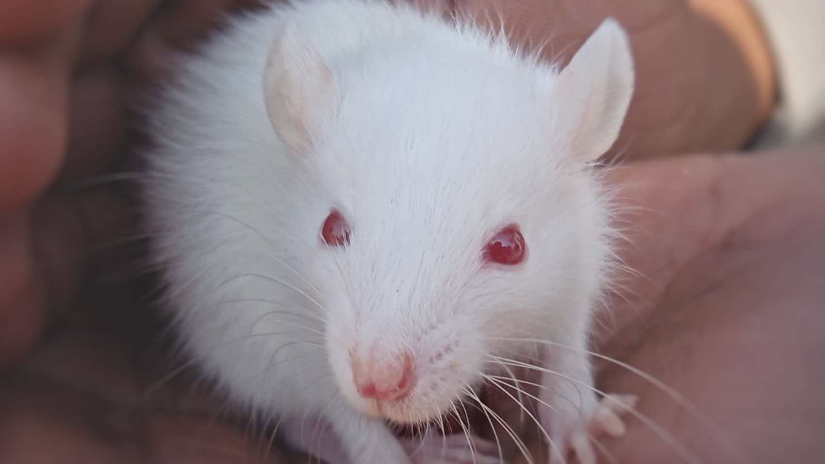 A white mouse with pink eyes is gently cradled in a person's hands, creating an intimate and caring moment.