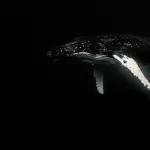 Black and white image of a majestic humpback whale swimming gracefully underwater.
