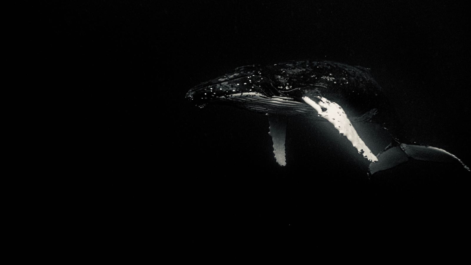 Black and white image of a majestic humpback whale swimming gracefully underwater.