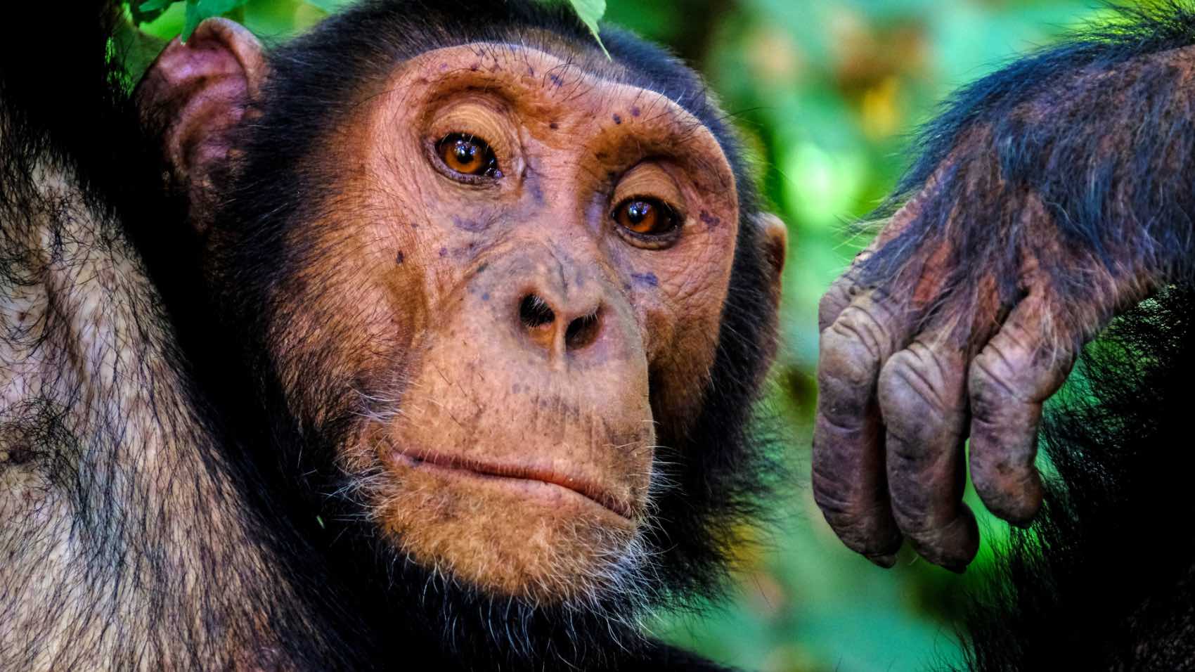 Intimate close-up of a chimpanzee relaxing in its natural habitat, showcasing its expressive face and behavior.
