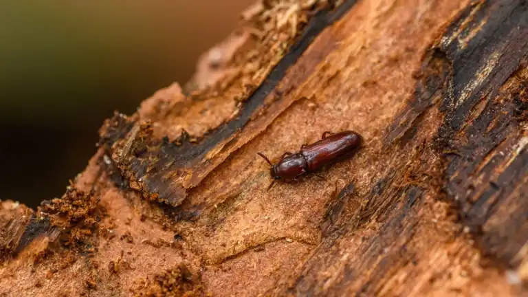 Detailed photo of a brown beetle crawling on textured tree bark, highlighting natural textures.