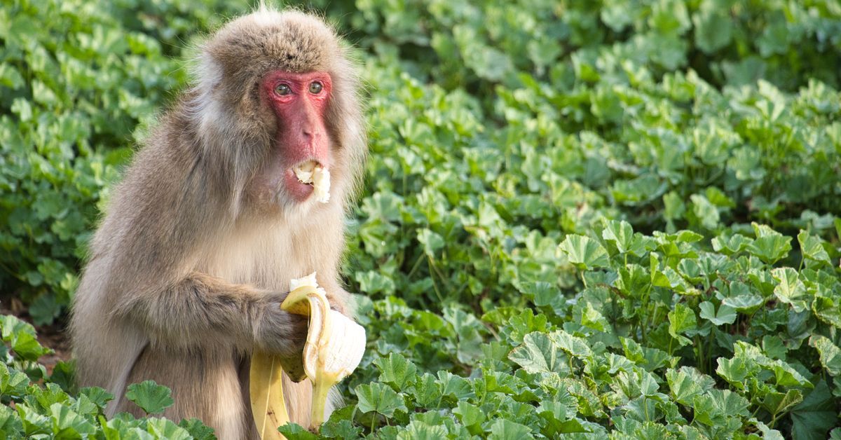 A Japanese macaque eats a banana. Credit: UC San Diego.