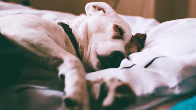 Adorable Jack Russell Terrier dog sleeping peacefully on a bed indoors.